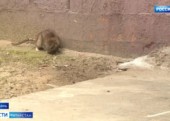 В Казани завели уголовное дело на школьника, дважды ударившего ножом сверстника