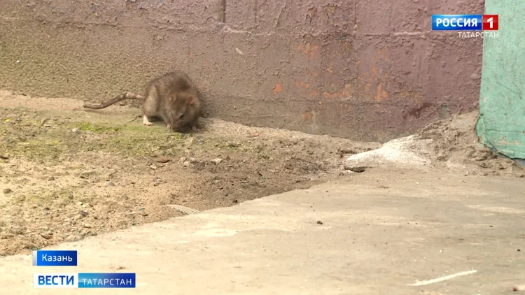 В Казани завели уголовное дело на школьника, дважды ударившего ножом сверстника