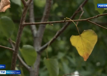 Метеоролог предупредил жителей Татарстана об аномальных холодах