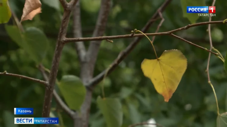 Метеоролог предупредил жителей Татарстана об аномальных холодах