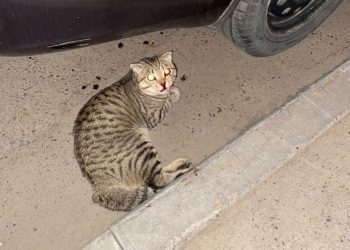 В Челнах пьяный мужчина выбросил кота из окна шестого этажа