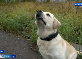 В Казани организовали пункты юридической и медицинской помощи мобилизованным
