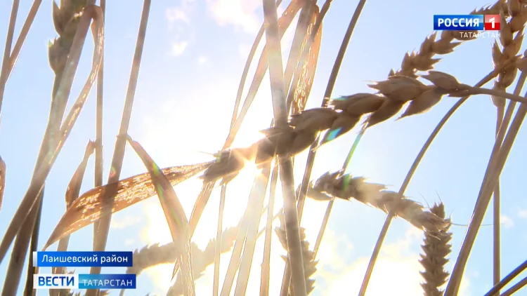 «У психолога побудут»: Искусавшая детей собака в Кукморском районе оказалась бешеной