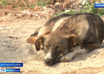 В Казанском Кремле запустили бесплатные экскурсии для людей с ограниченными возможностями здоровья