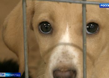 Метеорологи рассказали, когда в Татарстан придет бабье лето