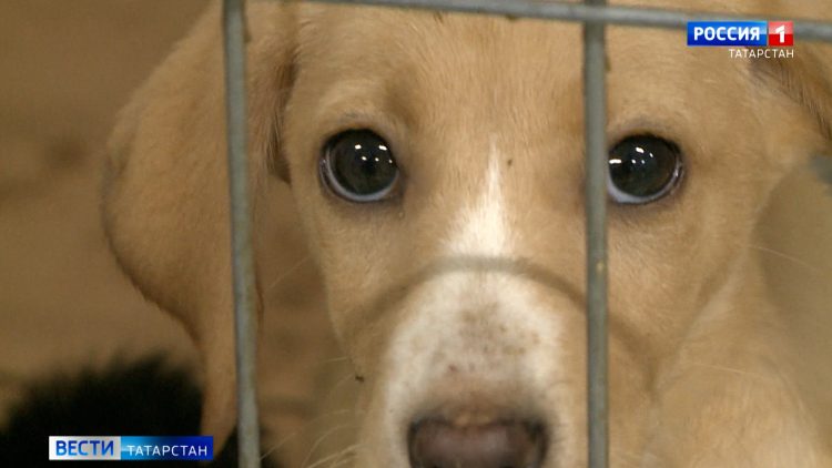 Метеорологи рассказали, когда в Татарстан придет бабье лето