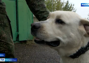 «КАМАЗ-мастер» отказалась от «Дакара» из-за требований осудить спецоперацию