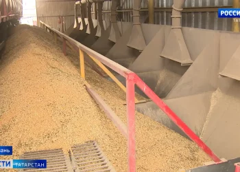 Аграрии Татарстана собрали более 5 млн тонн зерна