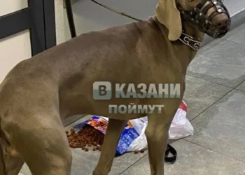 Житель Казани бросил собаку в подъезде из-за проблем с деньгами