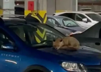 Роберт Искандаров стал новым руководителем исполкома Менделеевского района