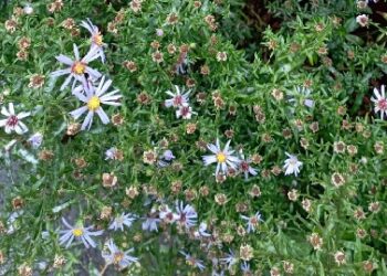 Табигать дуслары (08.07.23)