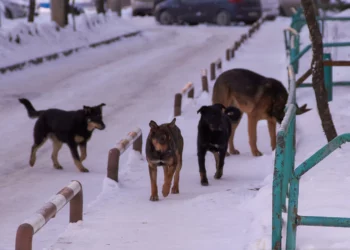 Кинолог рассказал о грубых ошибках при воспитании собак