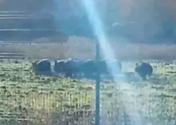 Под Бугульмой сняли на видео стаю кабанов