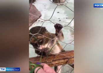 В казанском зоопарке мартышка Муфаса показала своего малыша