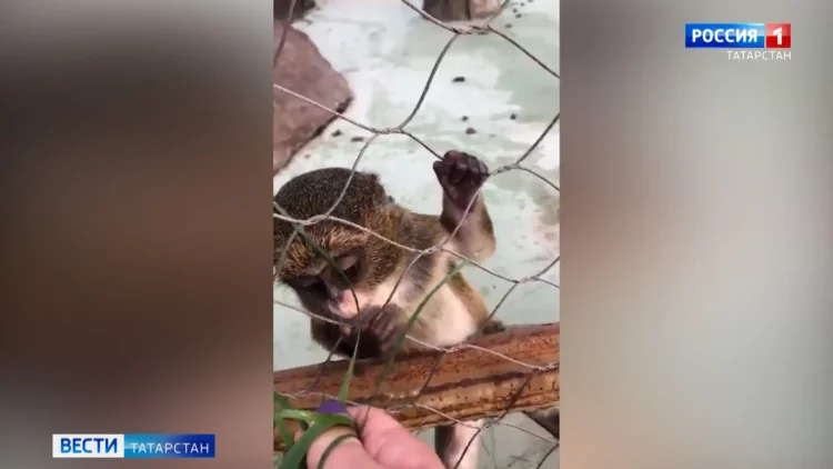В казанском зоопарке мартышка Муфаса показала своего малыша