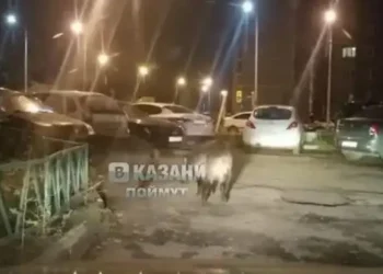 В Казани во дворе многоэтажки разгуливали кабаны