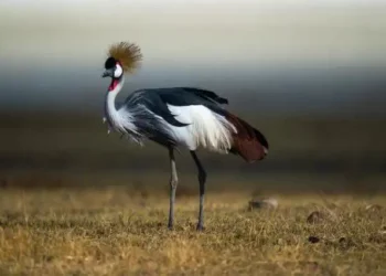 Роберт Искандаров стал новым руководителем исполкома Менделеевского района