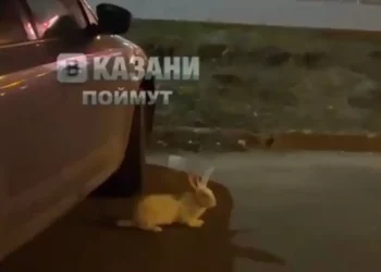 На улицах Казани заметили потерявшегося кролика