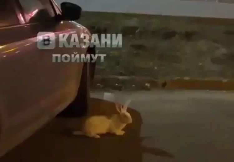 На улицах Казани заметили потерявшегося кролика