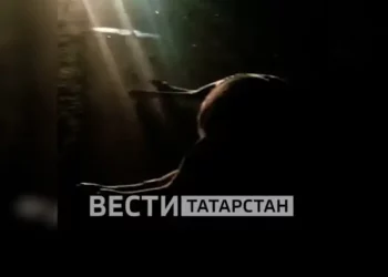 Под Казанью насмерть сбили лося, вышедшего на дорогу