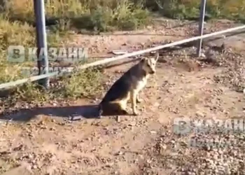 Жители Челнов требуют найти неизвестного, который расстрелял собак