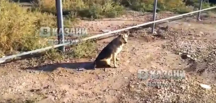 Жители Челнов требуют найти неизвестного, который расстрелял собак