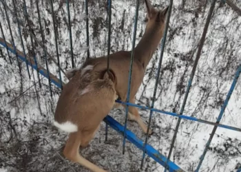 В Алексеевском районе РТ спасли застрявшую в заборе косулю