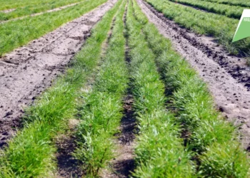 В Татарстане по нацпроекту вырастили почти 34 млн саженцев