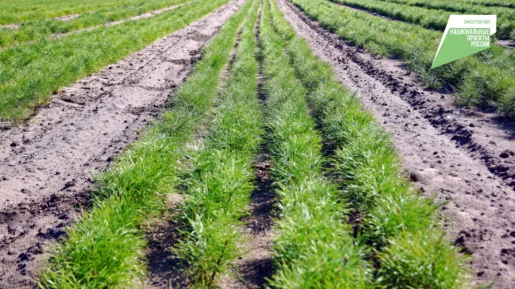 В Татарстане по нацпроекту вырастили почти 34 млн саженцев