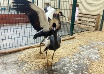 В казанском зоопарке «Река Замбези» поселились два венценосных журавля