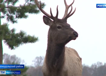 В Зеленодольском районе готовы выпустить 40 маралов в естественную среду обитания