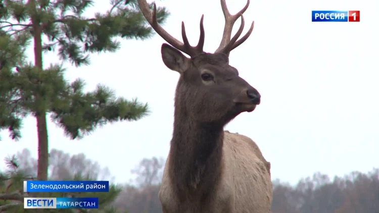 В Зеленодольском районе готовы выпустить 40 маралов в естественную среду обитания
