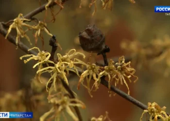 Пожар в казанском ресторане «Михайловская усадьба»: подробности