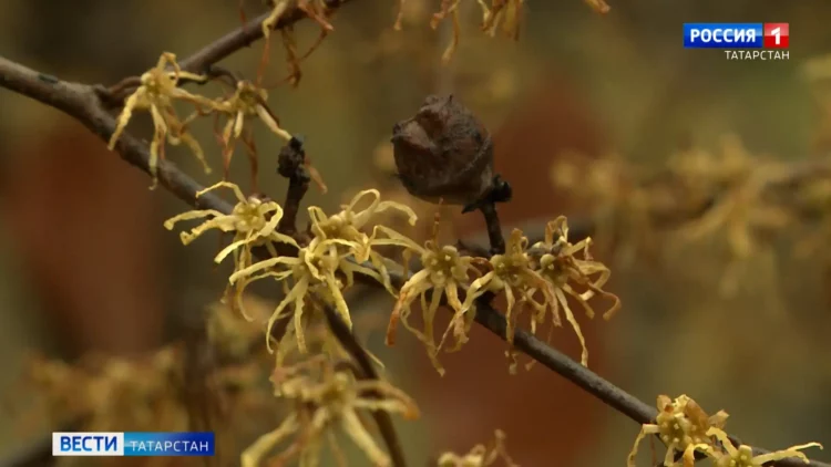 Пожар в казанском ресторане «Михайловская усадьба»: подробности