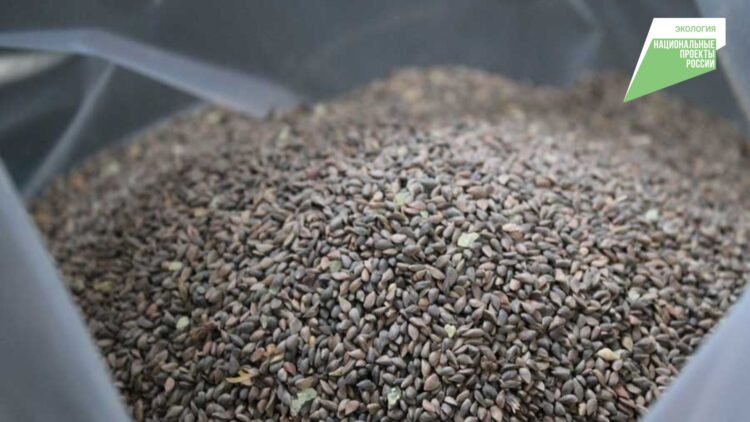 В Татарстане по нацпроекту заготовили 14,4 тонны семян лесных растений