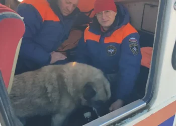 В Татарстане на Волге спасли собаку, провалившуюся под лед