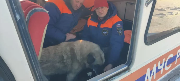 В Татарстане на Волге спасли собаку, провалившуюся под лед
