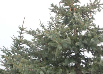 В Казани открылись базары: как правильно выбрать елку?