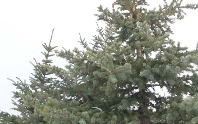 В Казани открылись базары: как правильно выбрать елку?