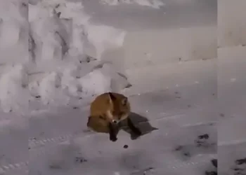 В Елабуге лиса заглянула в детский сад