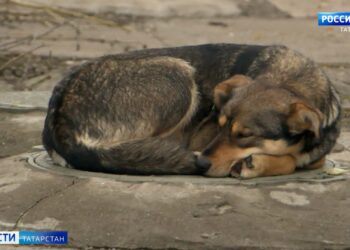 Минниханов провел традиционную встречу с представителями федеральных и республиканских СМИ