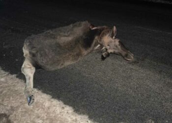 В Татарстане водитель легковушки насмерть сбил лося
