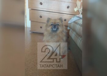 В Казани алабай разорвал шпица на глазах детей