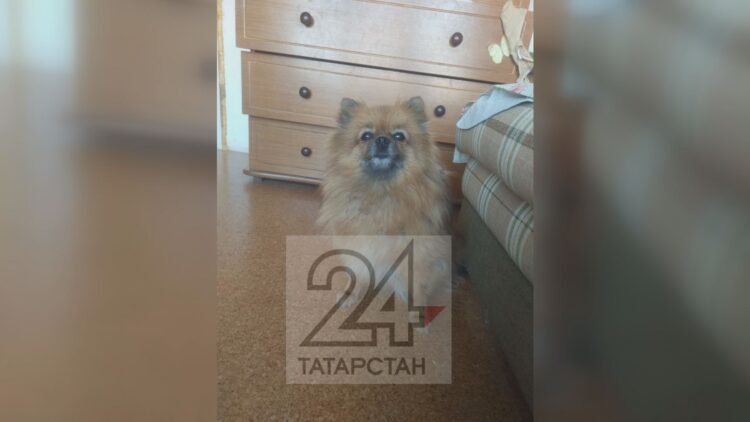 В Казани алабай разорвал шпица на глазах детей