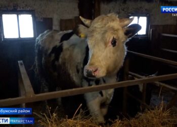 В Татарстане расширяется поддержка фермеров: кому положены гранты?