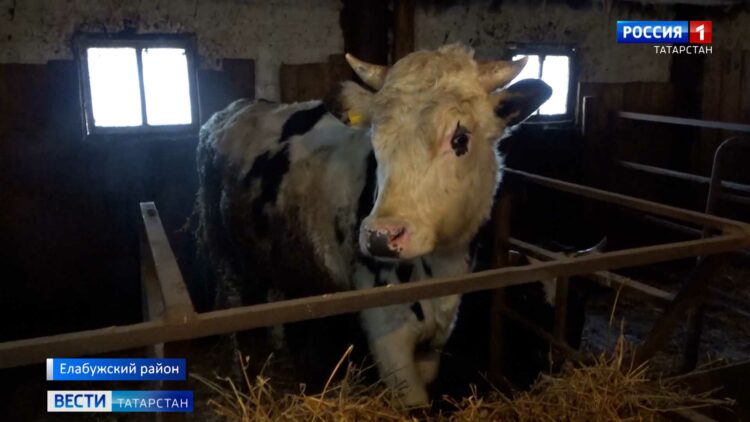 В Татарстане расширяется поддержка фермеров: кому положены гранты?