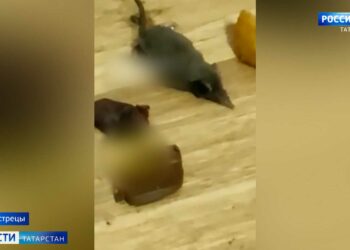 В школе Пестречинского района проведут проверку после видео с мышью и тараканами