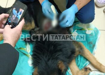 В Казани неизвестный во дворе открыл стрельбу по собакам