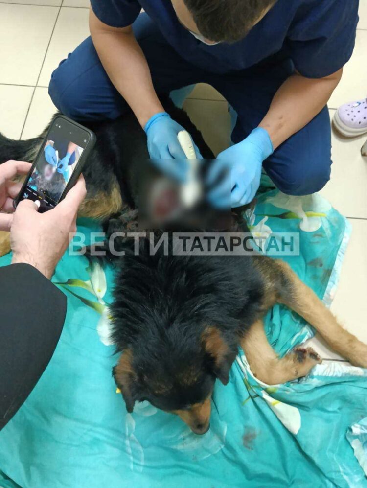 В Казани неизвестный во дворе открыл стрельбу по собакам