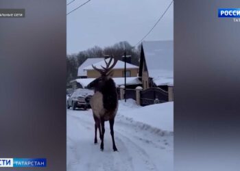 В Высокогорском районе сняли на видео оленя